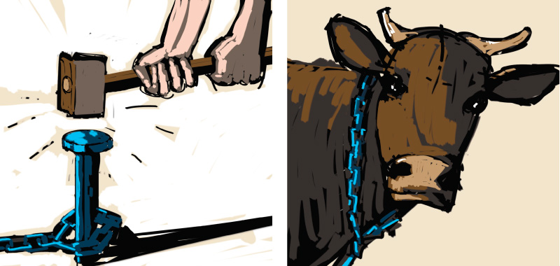 Comic story about country side, Cow to be chained in the field